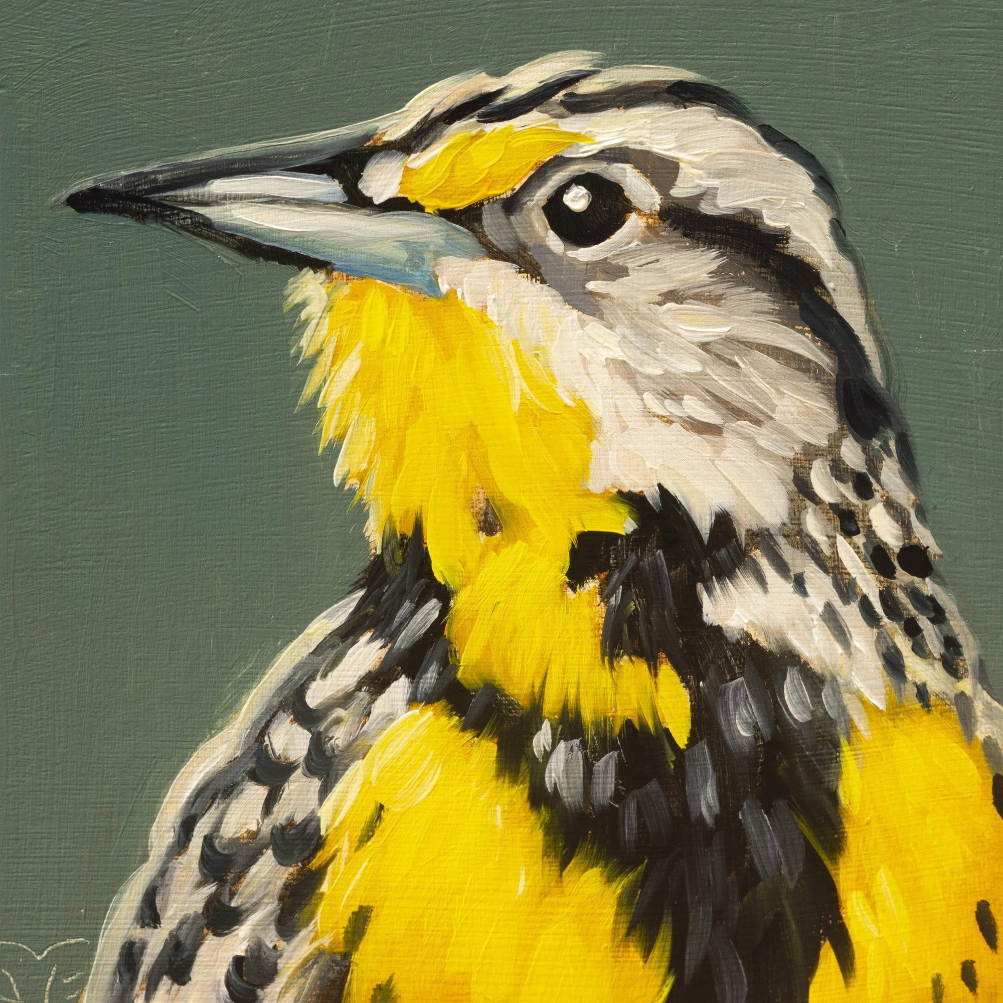 Western Meadowlark Portrait 14.jpg