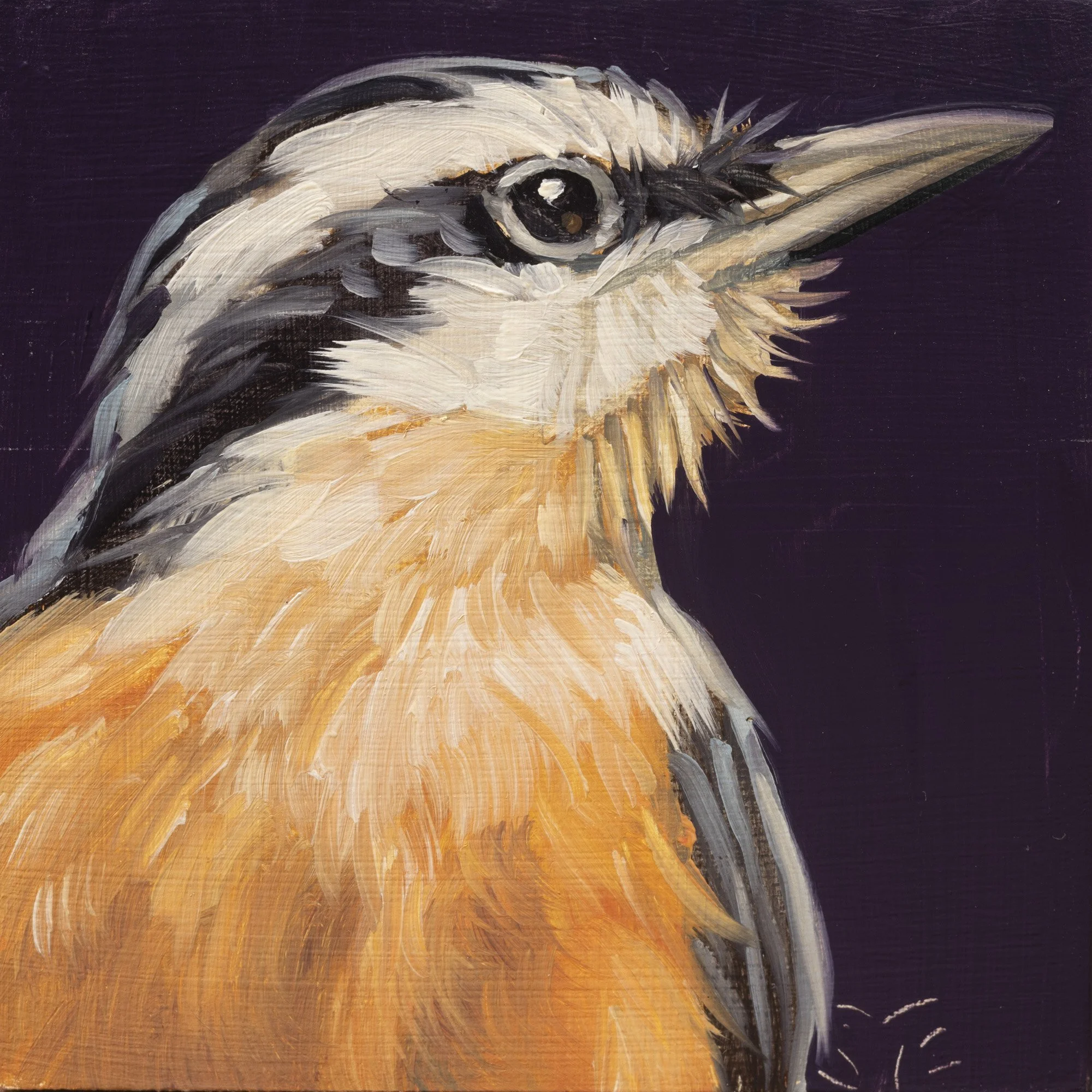 Red-breasted Nuthatch Portrait 11.jpg