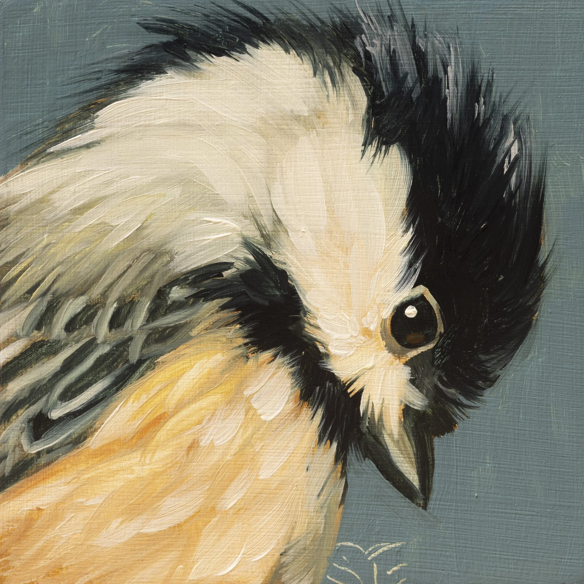 Black-capped Chickadee Portrait 21.jpg
