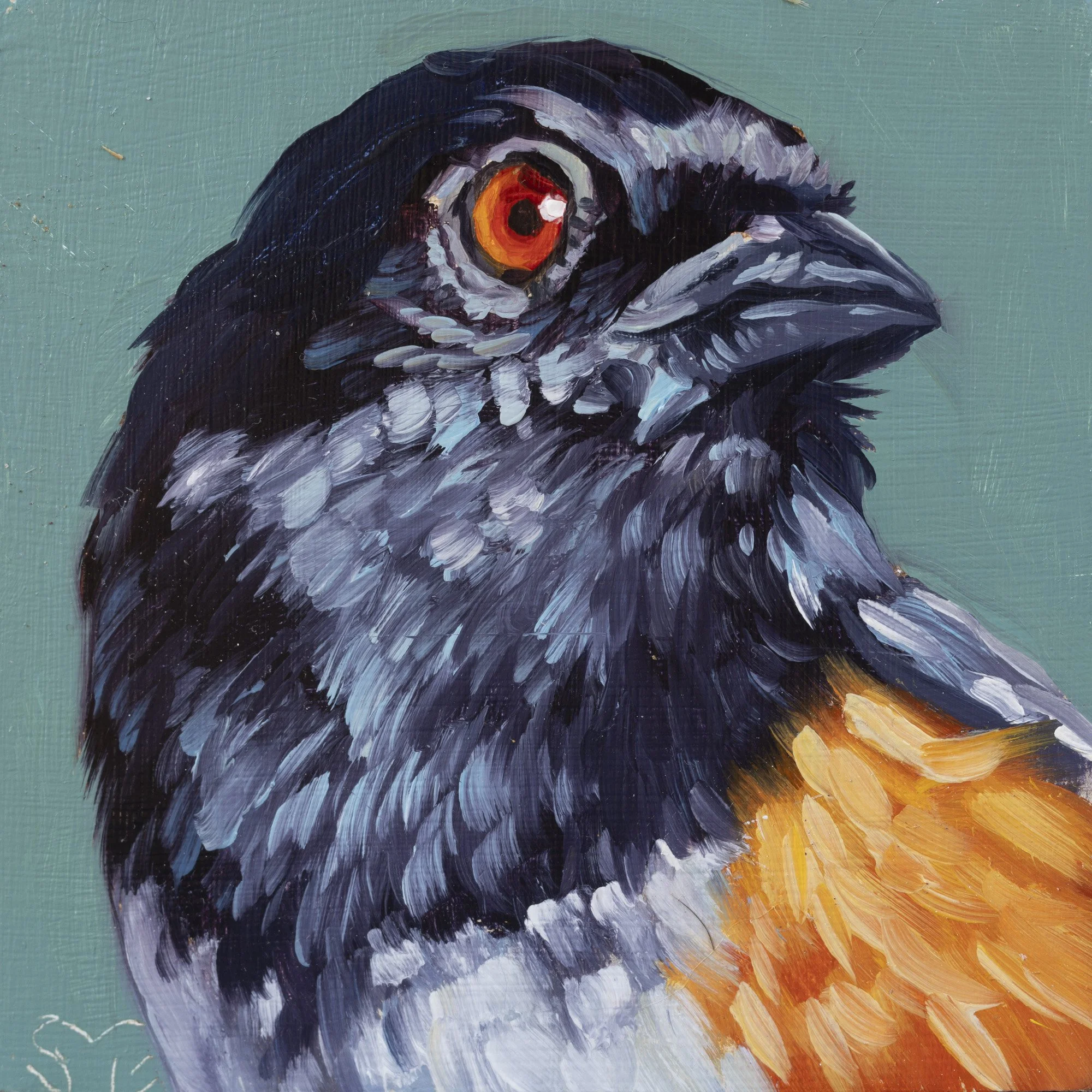 Spotted Towhee Portrait 12.jpg