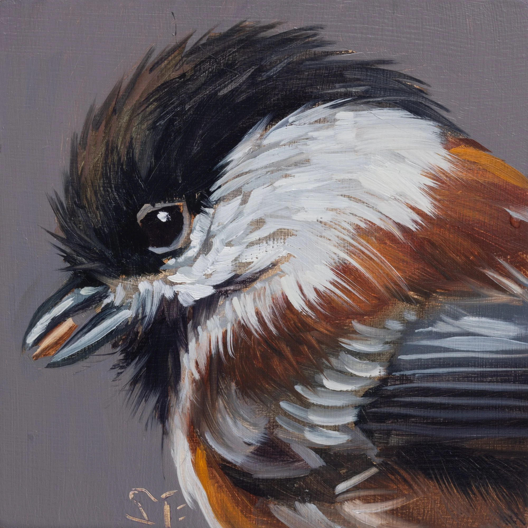 Chestnut-backed Chickadee Portrait 4.jpg