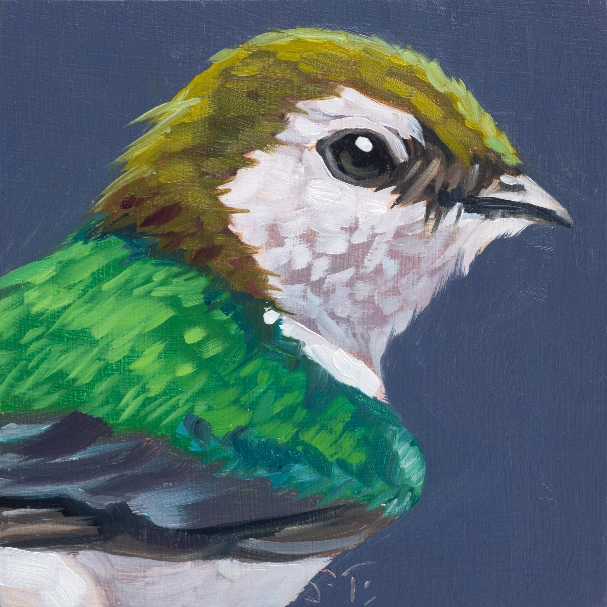 Violet-green Swallow Portrait 10.jpg