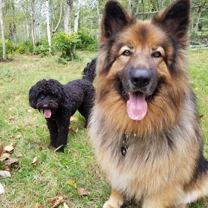 unleashed dog training classes