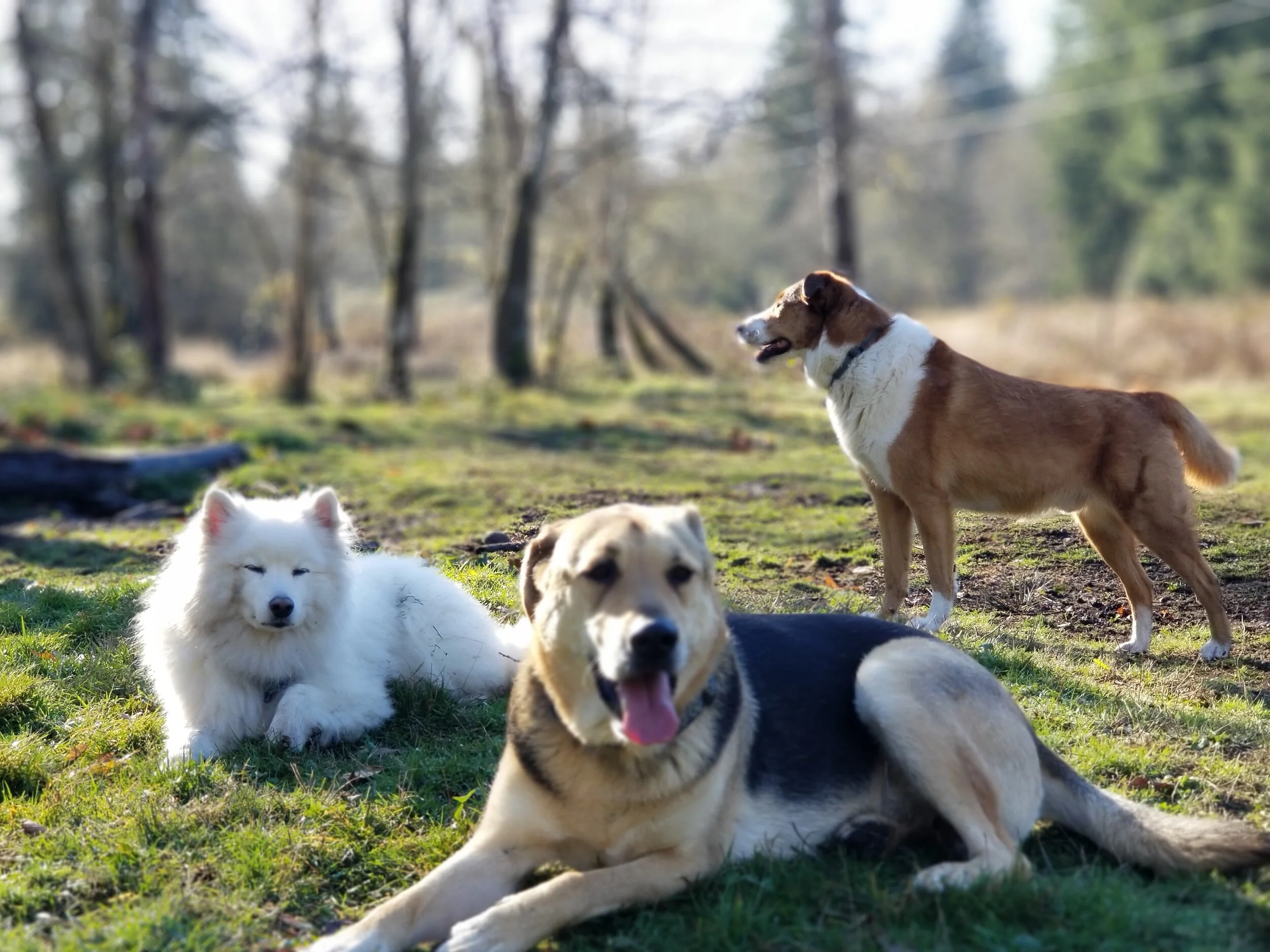 UNLEASHED Kennelfree Dog Boarding and Day Camp