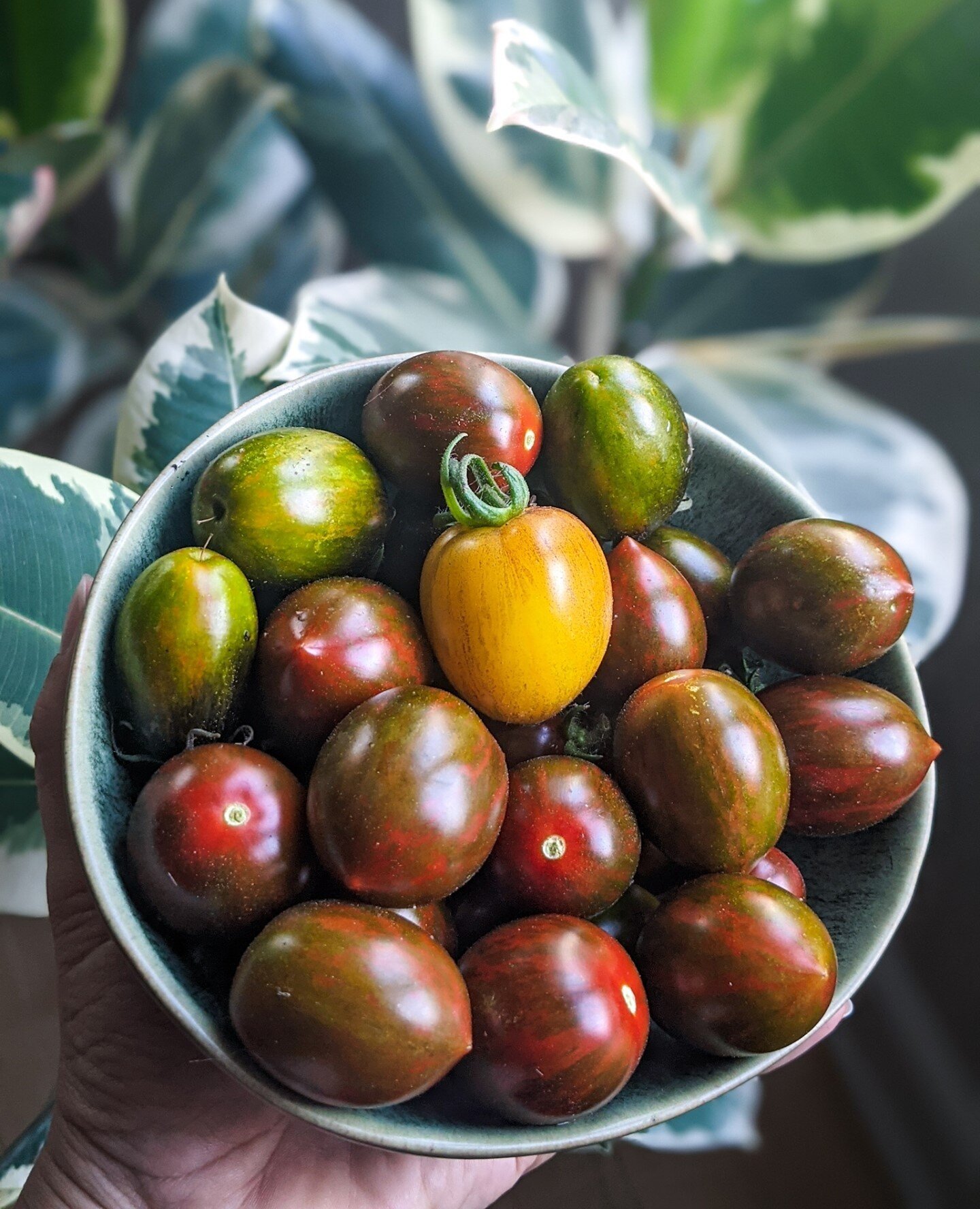 Tomatoes from my garden are finally ripening! ⁠
⁠
🌱 🍅 💚⁠
⁠
All of the morning pruning, watering, and care, before I ever even get into the studio, is finally starting to pay off. There have been a few ripening here and there, but this morning I we