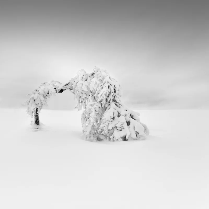 Vlad's Tree 2.jpg