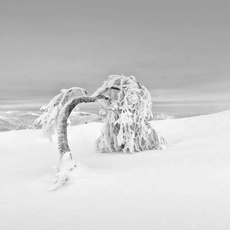 Vlad's Tree 3.jpg