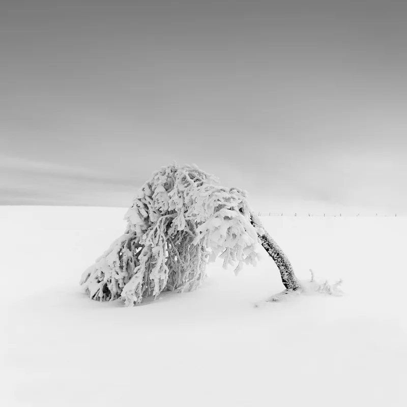 Vlad's Tree 4.jpg