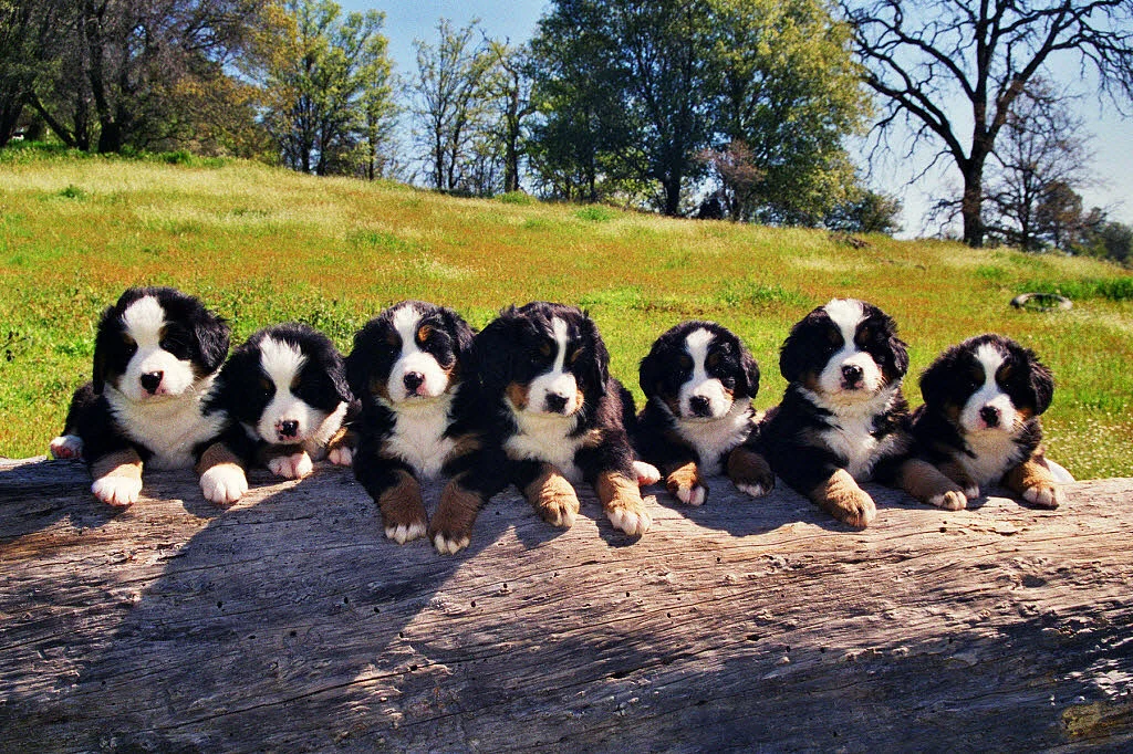 Source: www.paws4aphoto.com