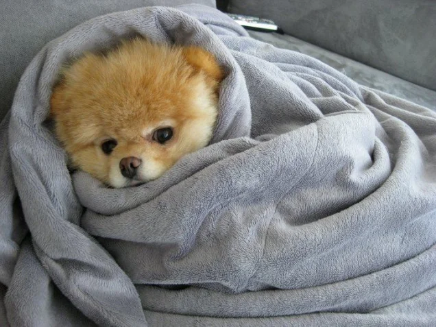 Ultimate Top 10 Pre-Puppy Check List