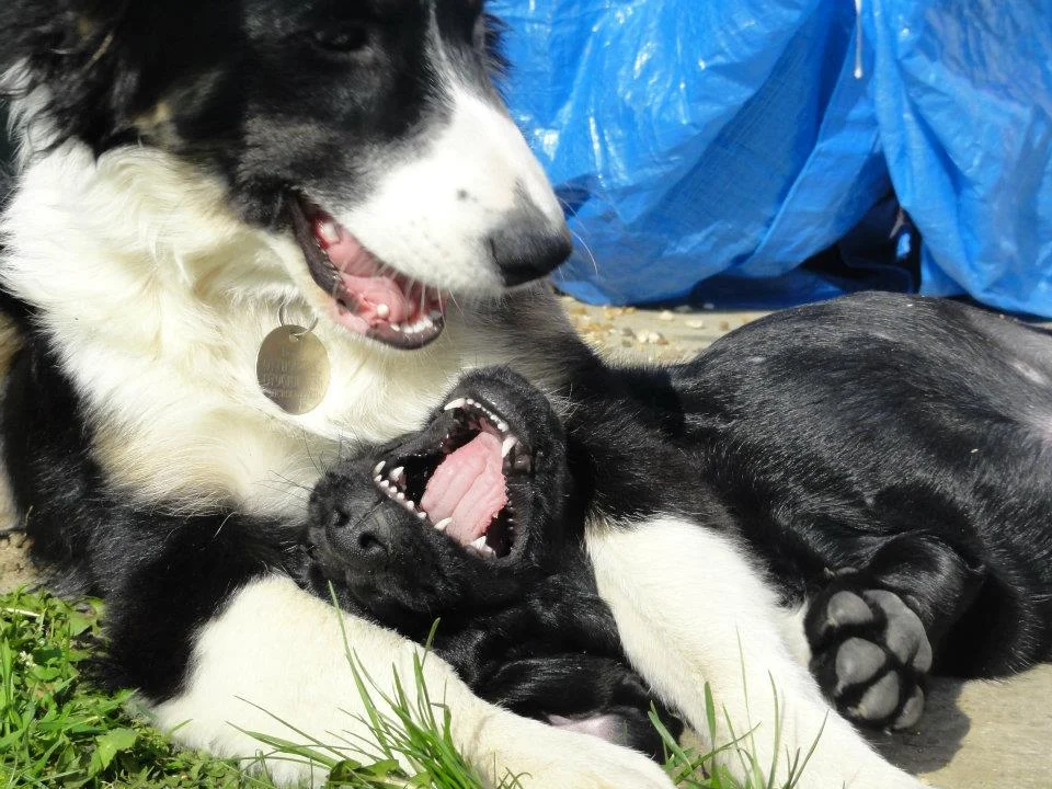 indie and widget.jpg