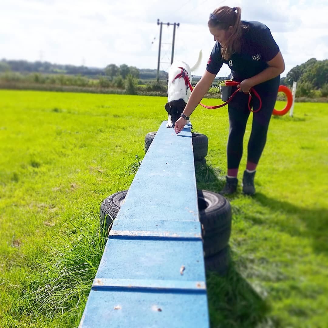 Archie's first go on the walkover - well done lad! 

#dogtraining #puppy #positivedogtraining #frome #somerset #imdt #apbc