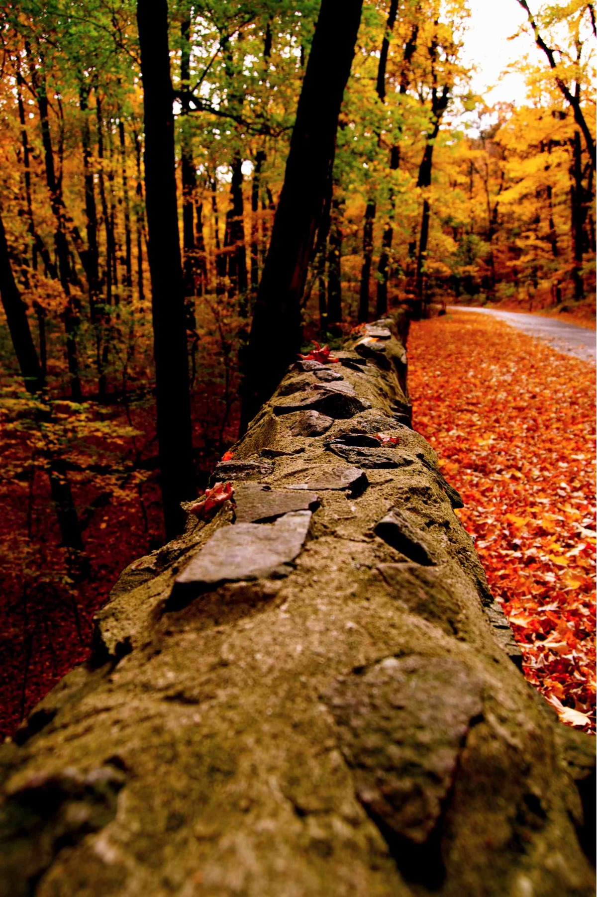 Fall Frank G. Caruso