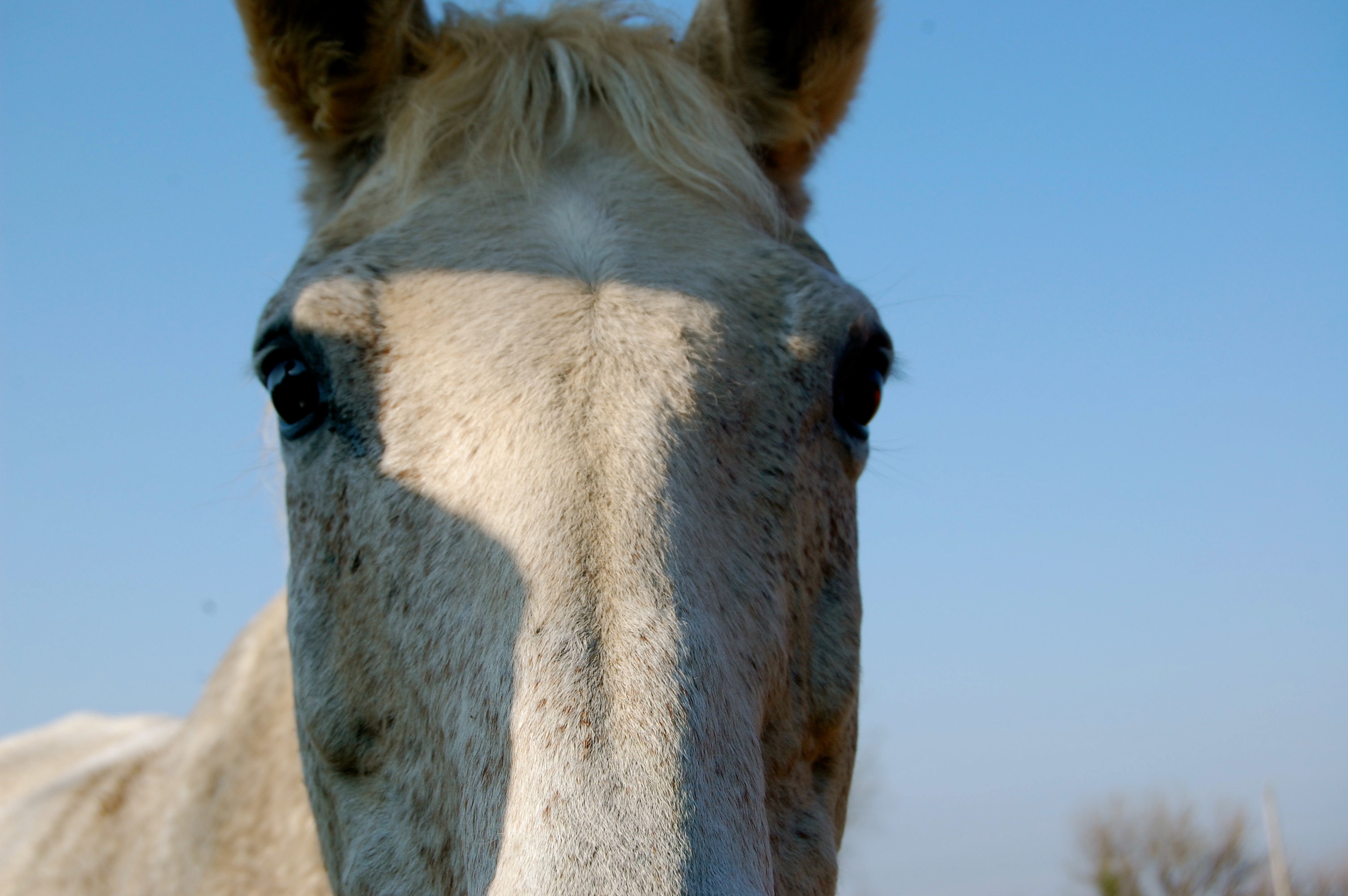 A Horse With No Name