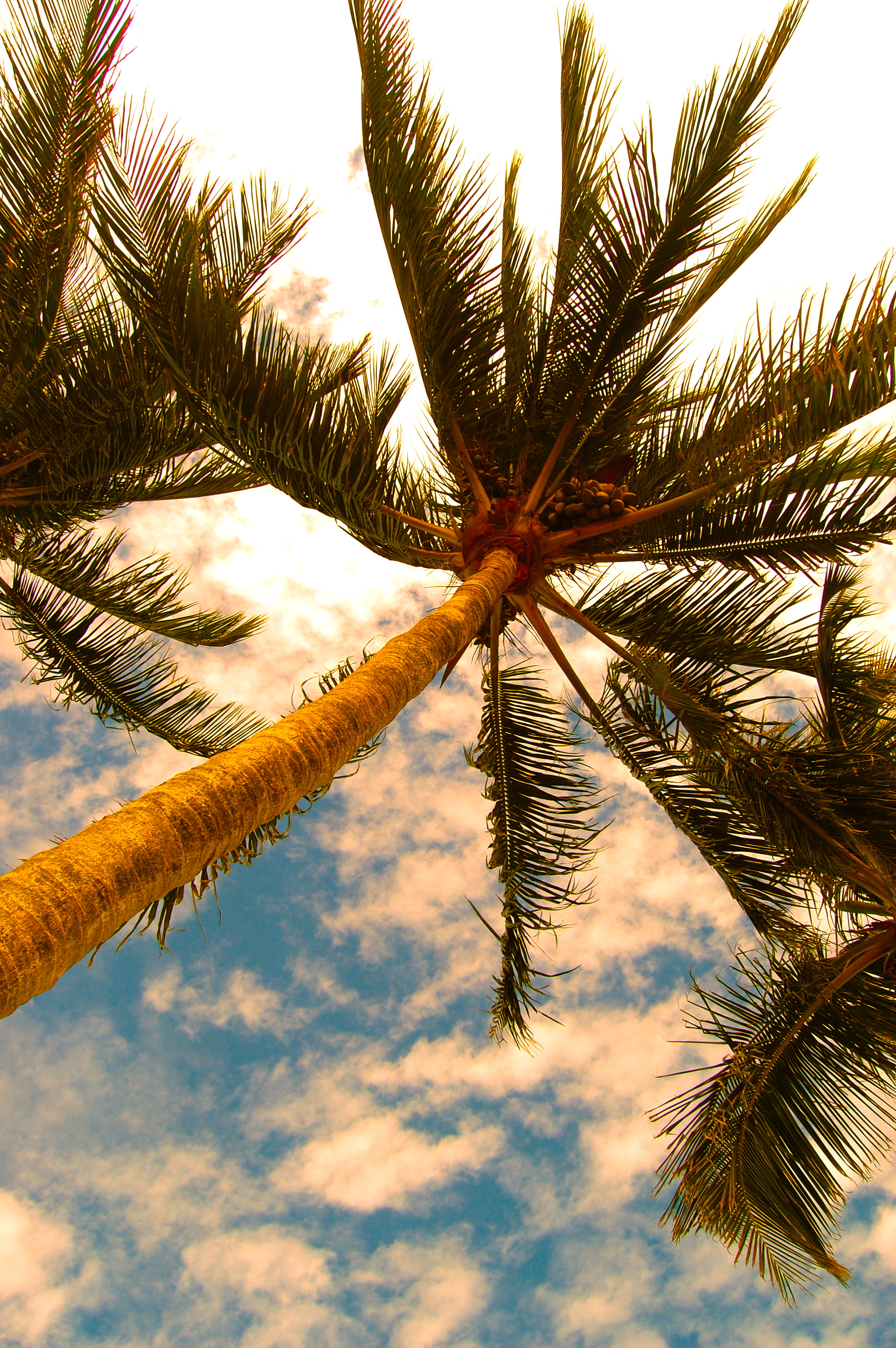 Dancing Palms 