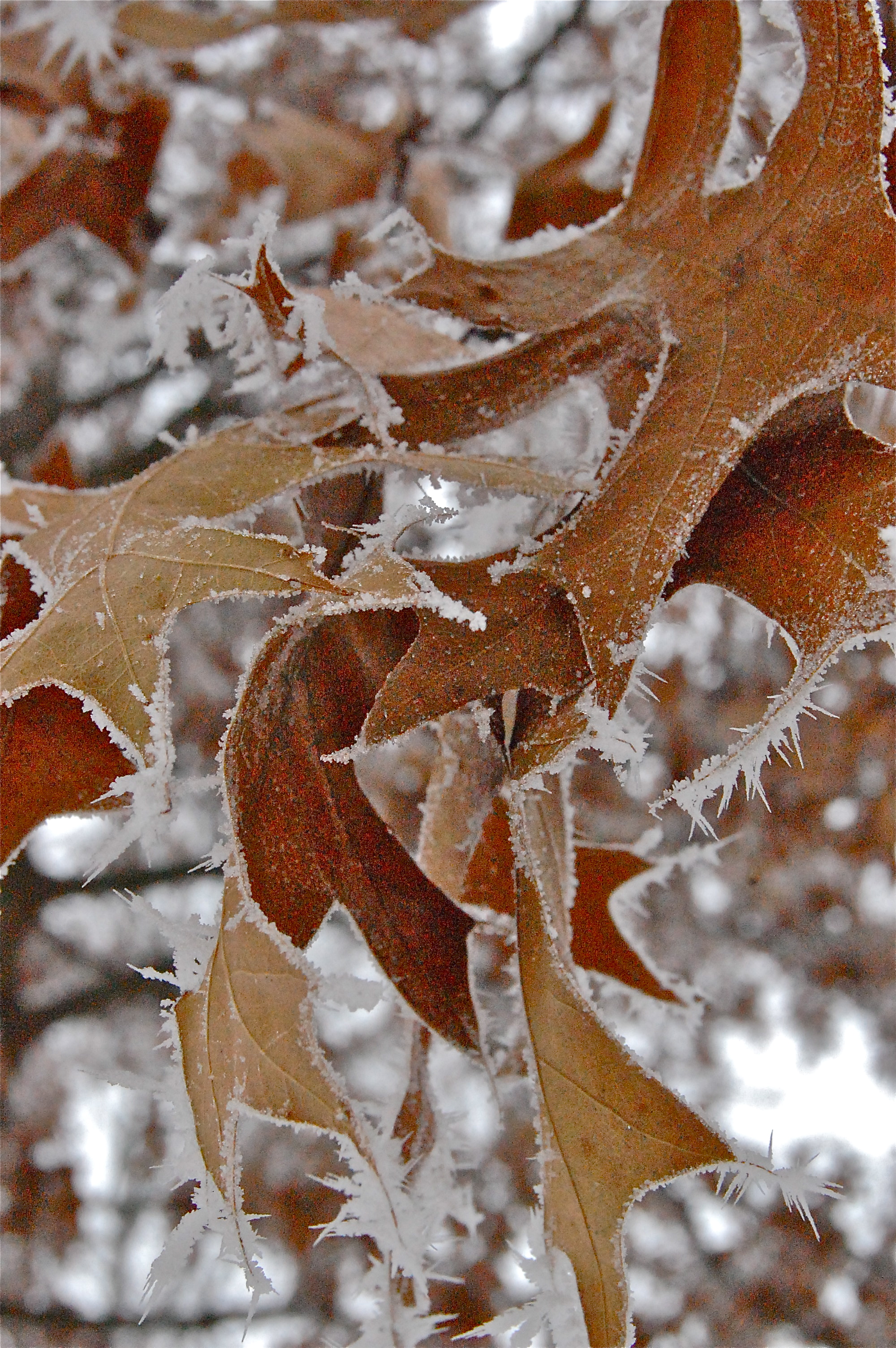 Ice Leaves