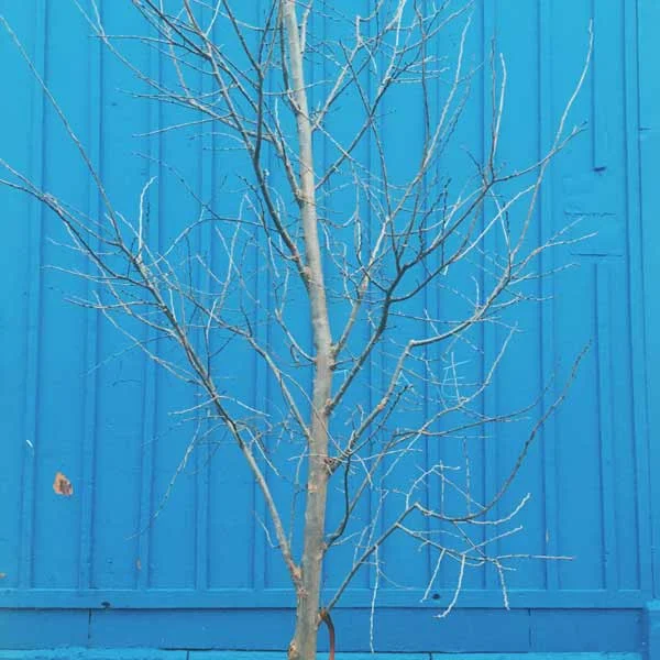 This little tree, around the corner from my house, symbolized my vibes all this week.