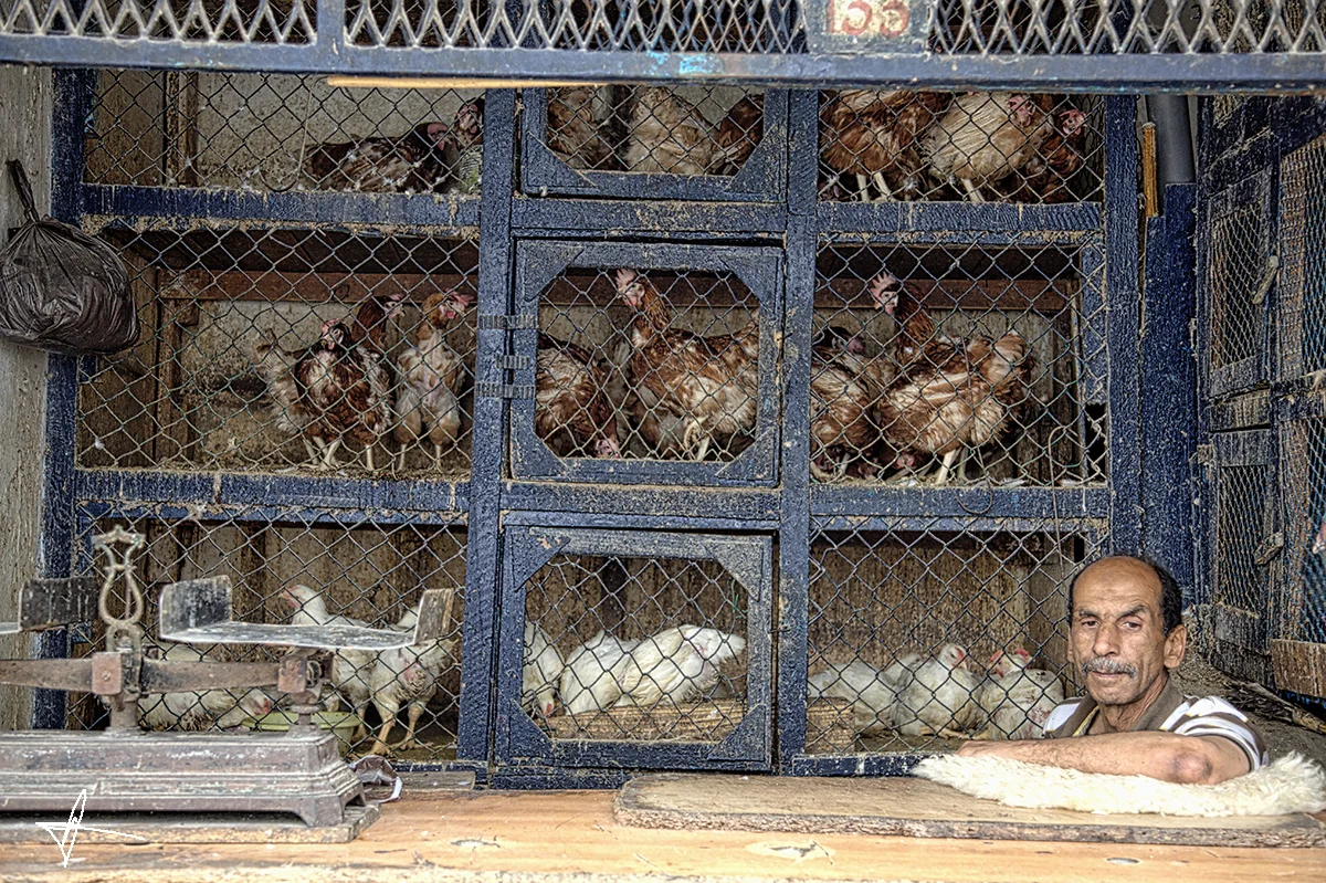 man with chickenssigned.jpg