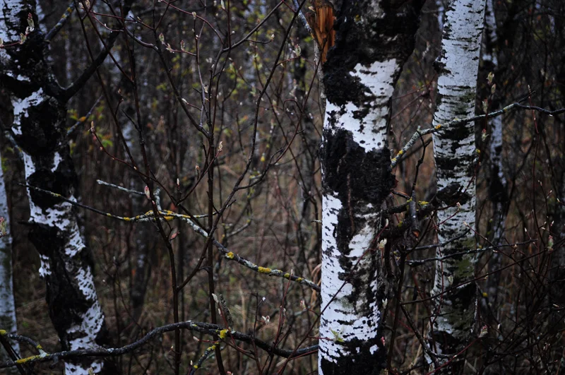 snake+forest+april+2012+-+5.jpg