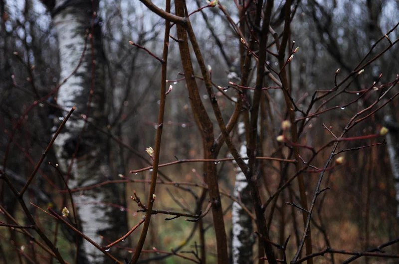 snake+forest+april+2012+-+4.jpg