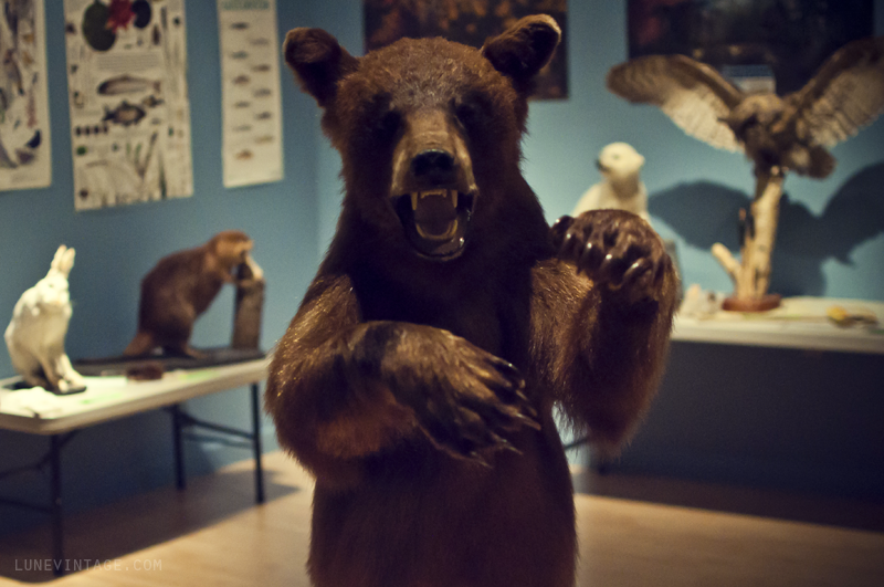 baby+bear+manitoba+museum+lune+vintage.png