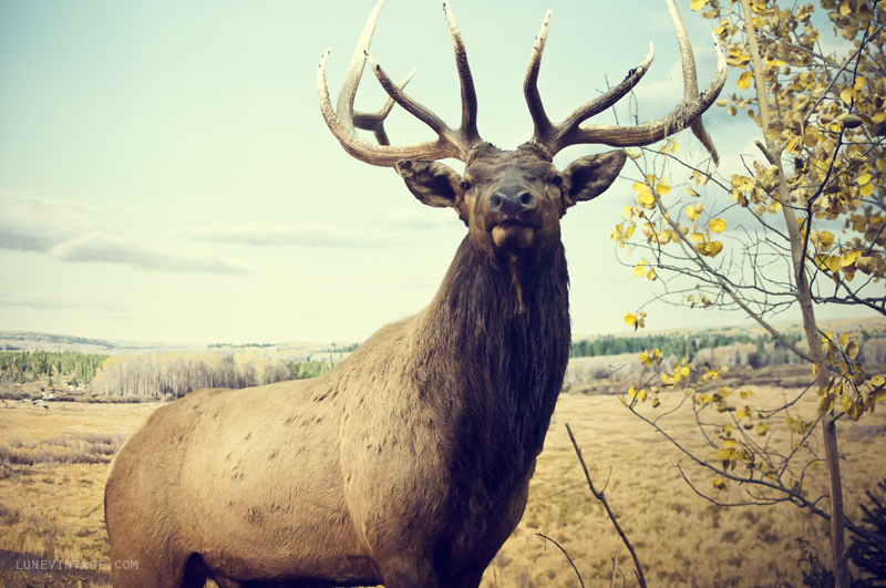 caribou+manitoba+museum+lune+vintage.png