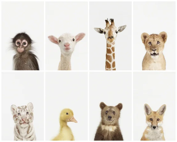 animal print shop little-darlings.jpg