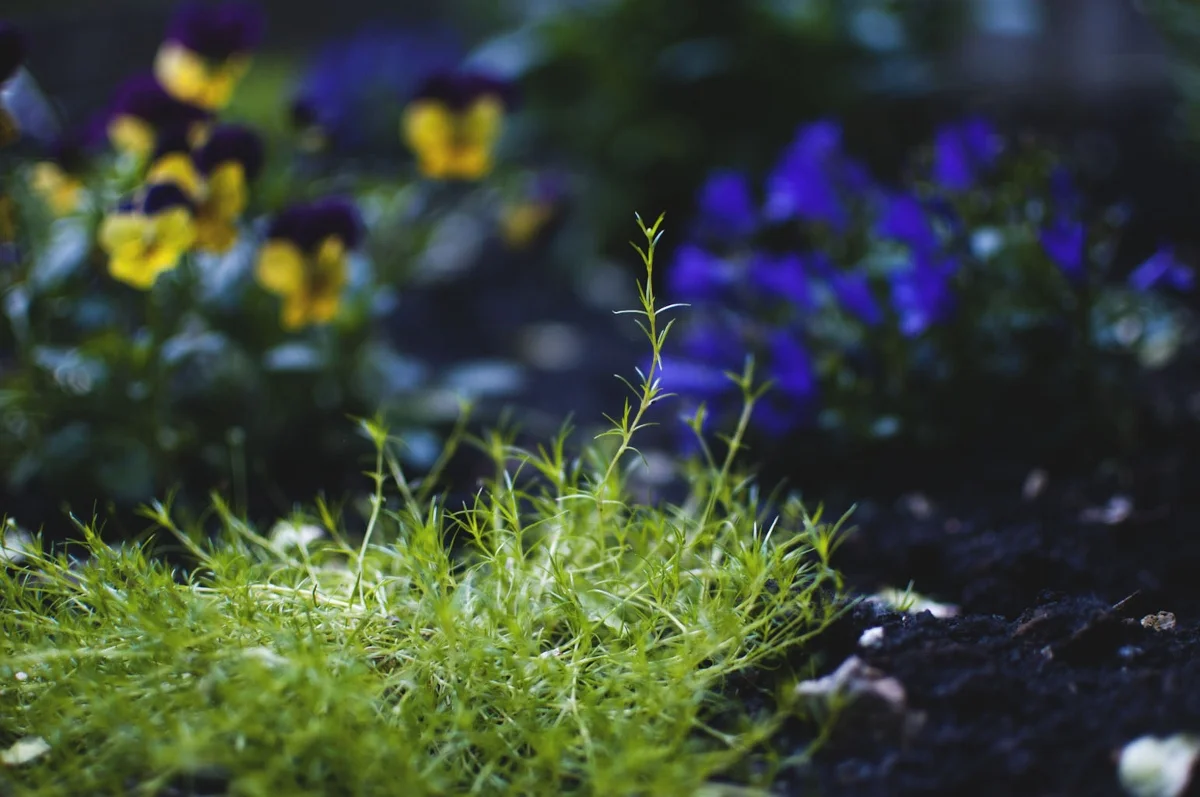 garden magic 7 (1200x797).jpg