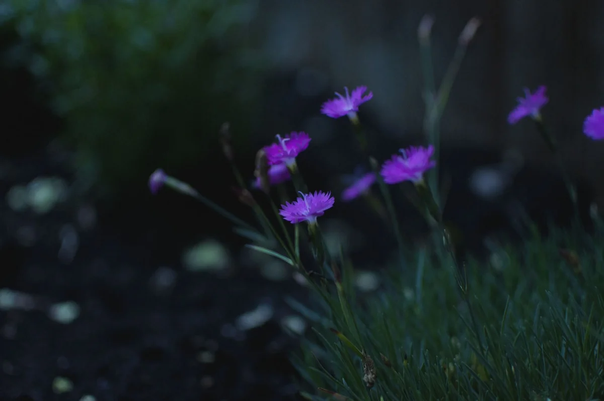 garden magic 6 (1200x797).jpg