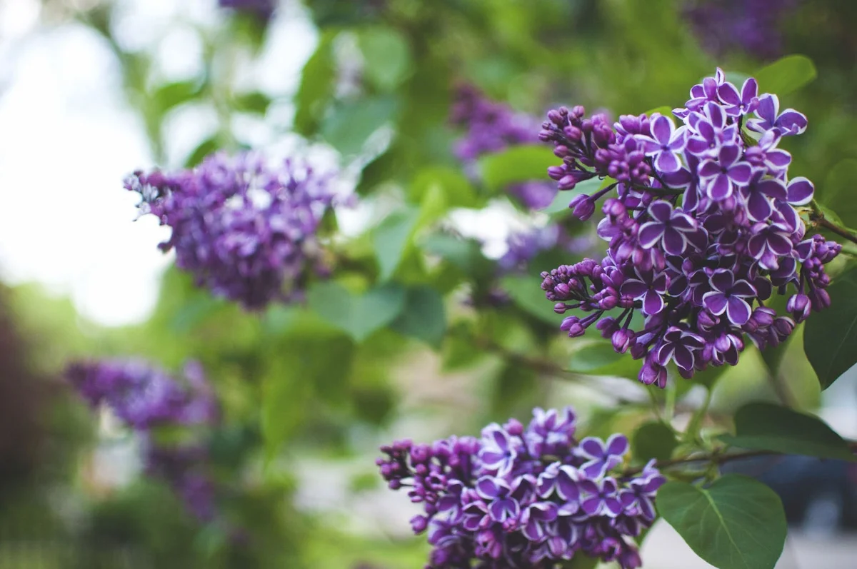 garden magic 2 (1200x797).jpg