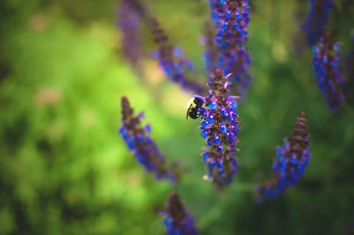 salvia loving bee (1200x797).jpg