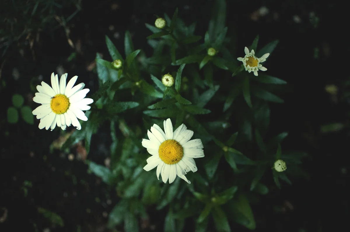 lune daisy garden (1200x797).jpg