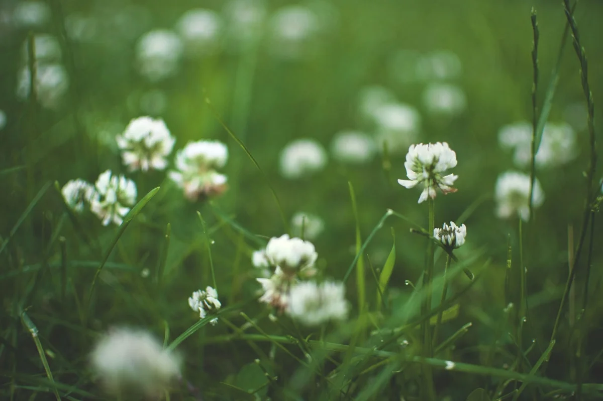 lune clover garden (1200x797).jpg