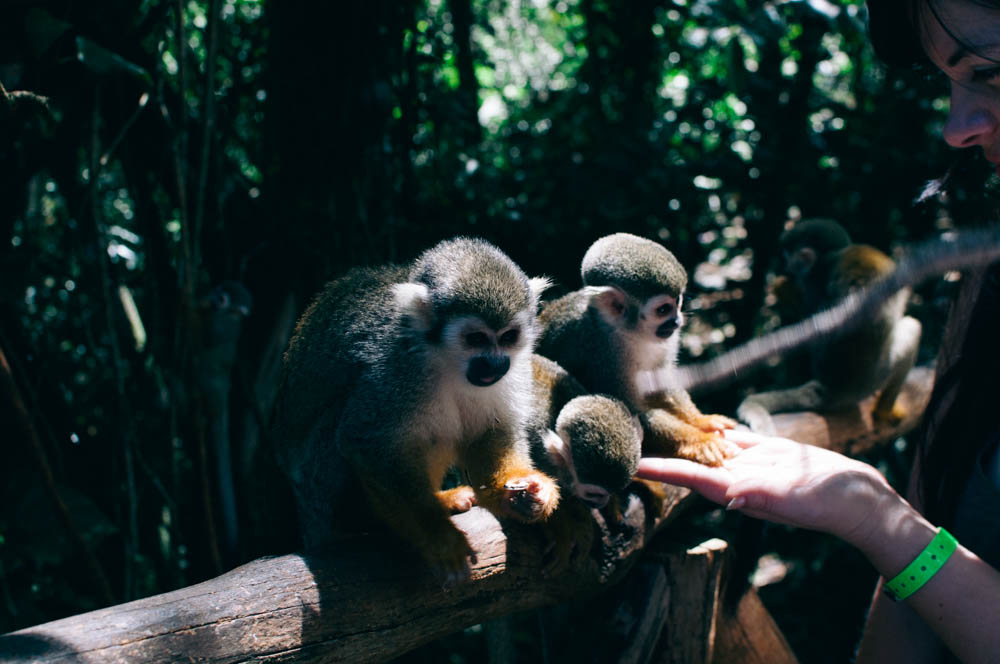 monkey jungle dominican republic lune blog (28 of 44).jpg