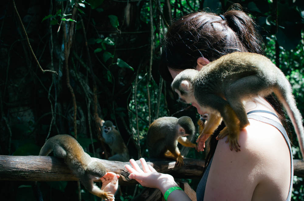 monkey jungle dominican republic lune blog (29 of 44).jpg