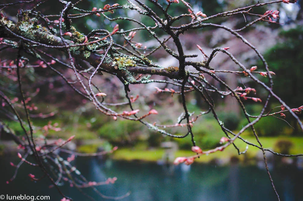 nitobe japanese garden vancouver ubc lune blog (10 of 18).jpg