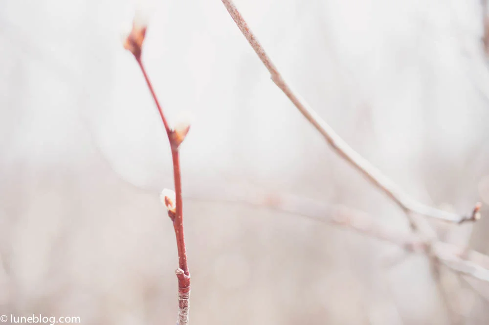 lune blog snake pits this week (3 of 17).jpg