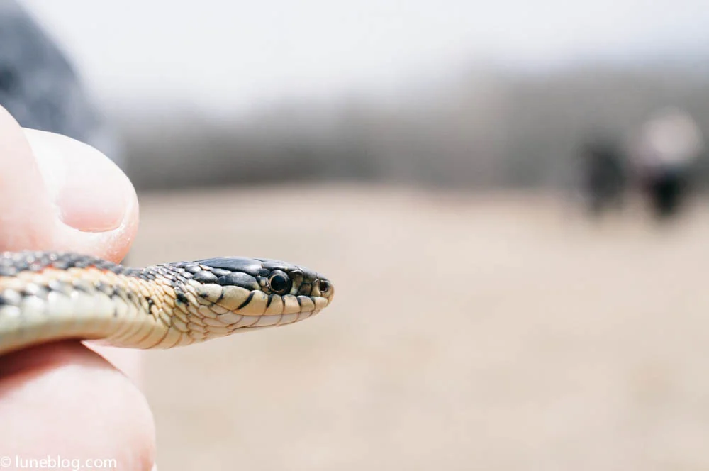 lune blog snake pits this week (11 of 17).jpg