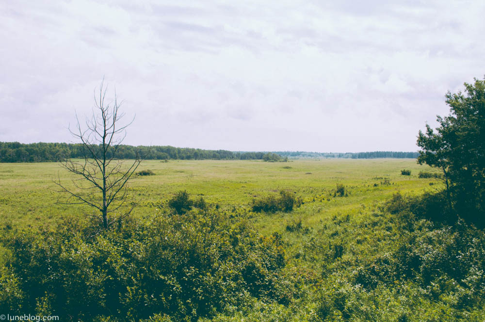 bison riding mountain manitoba lune blog (2 of 16).jpg