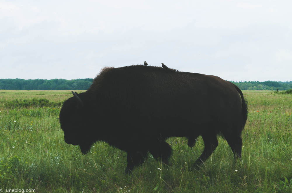 bison riding mountain manitoba lune blog (7 of 16).jpg