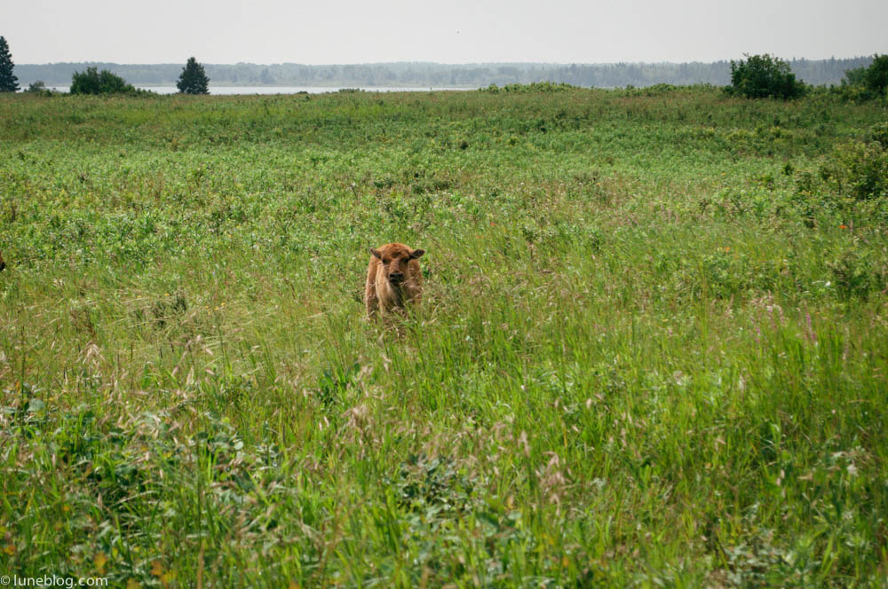 bison riding mountain manitoba lune blog (4 of 16).jpg