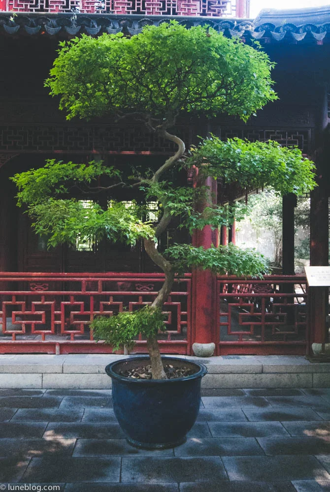 Memories of a former hobby of mine - beautiful Bosai tree in the Yu Garden.