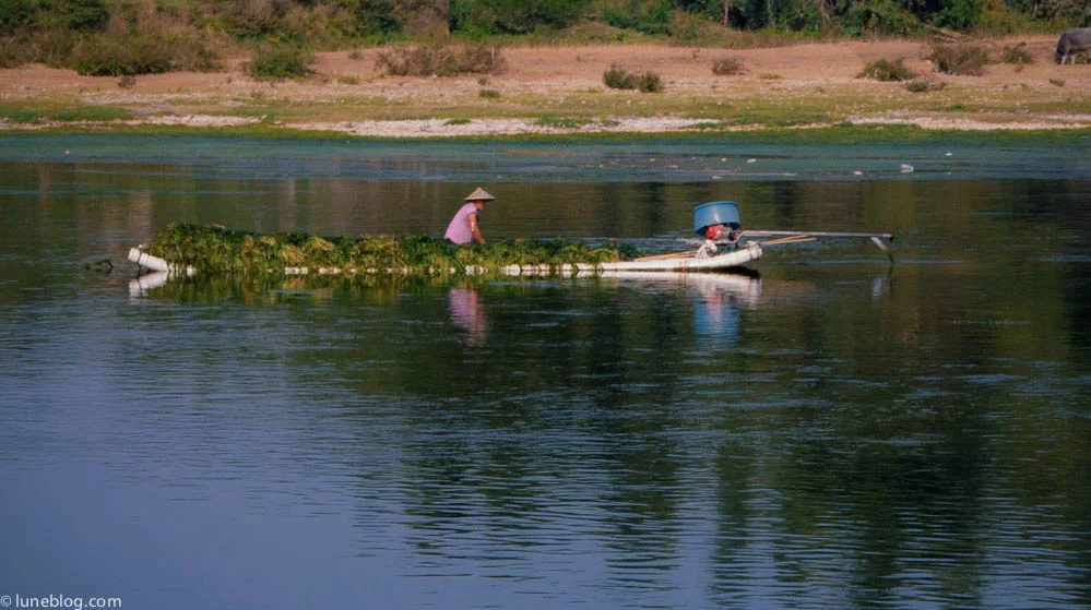 Local harvesting river plants to feed her livestock. A daily activity!