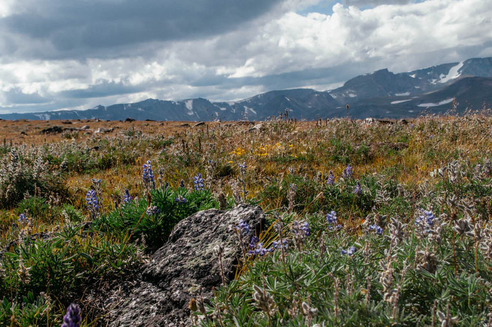 montana lune idyll guide blog yellowstone (114 of 121).jpg