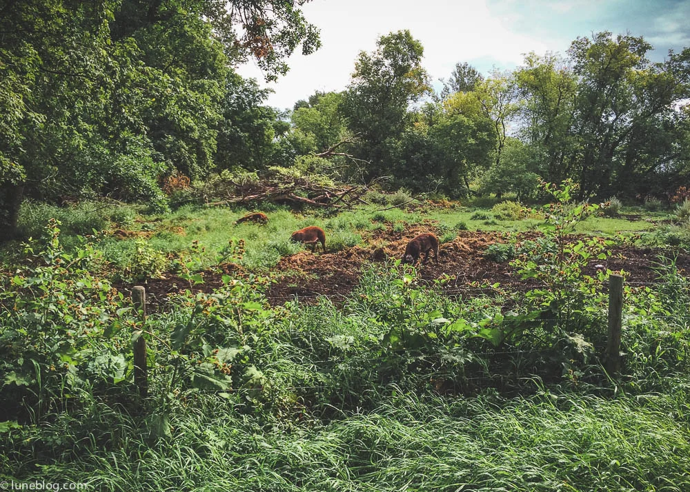 harvest sun 2015 (16 of 30).jpg