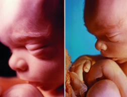 24-Weeks.jpg