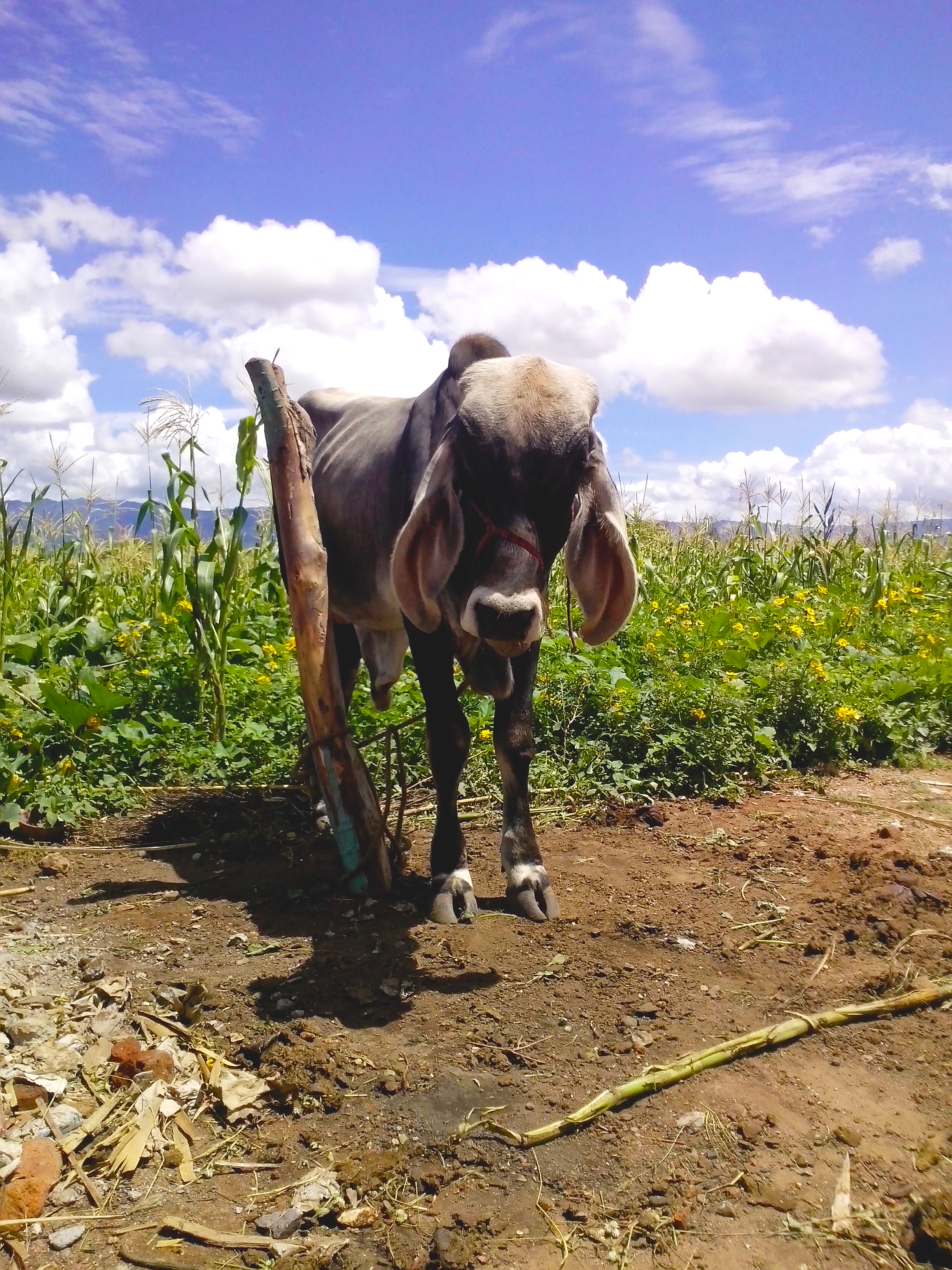 Donkey friend, Benito's house, San Juan Guelavia 