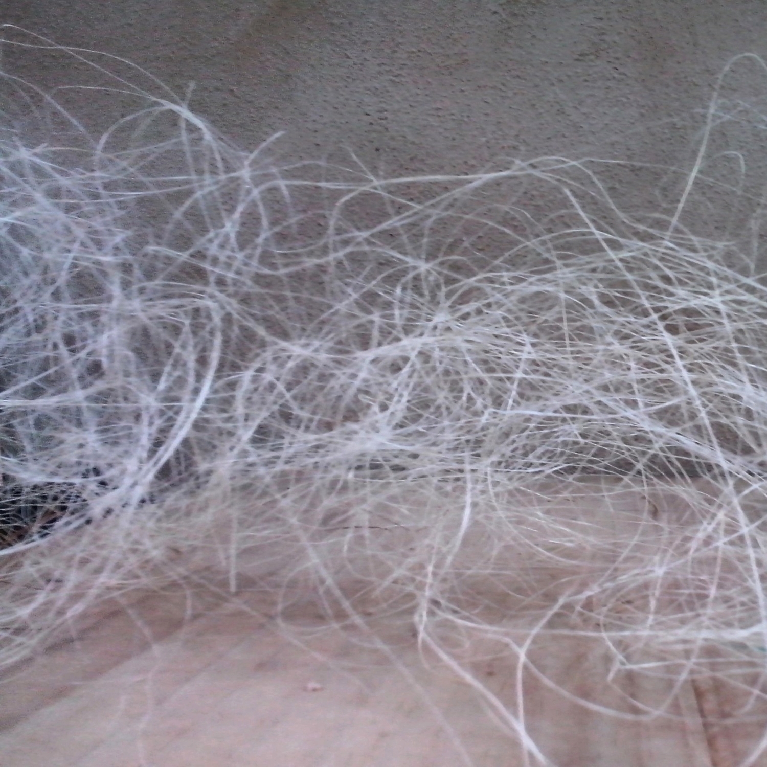 Ixtle fibre, from cactus (Oaxaca market)