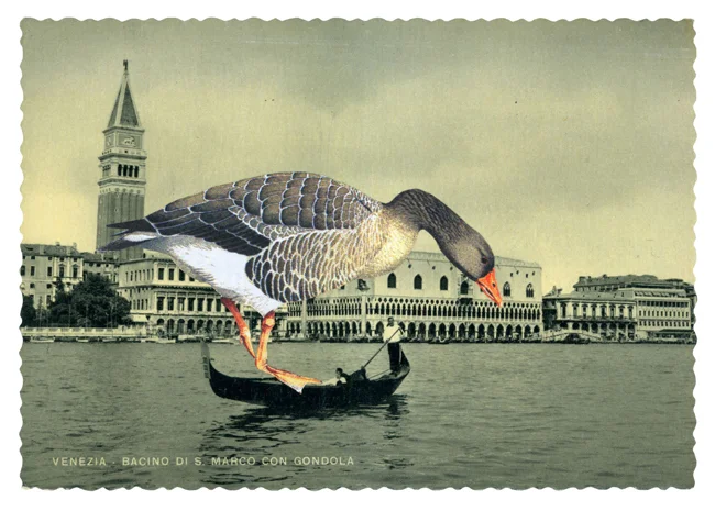 gracialouise_greylag_goose01.jpg