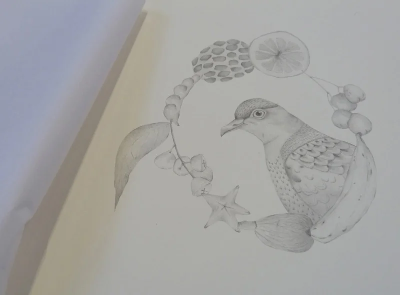 Louise Jennison, Superb Fruit-Dove (detail), from the artists' book A Year of Southern Hemisphere Birds